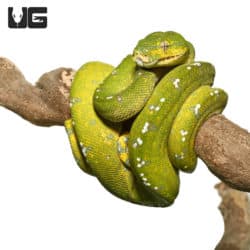 Yearling Aru Green Tree Python #1 (Morelia viridis) For Sale - Underground Reptiles