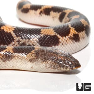 Boas For Sale - Underground Reptiles