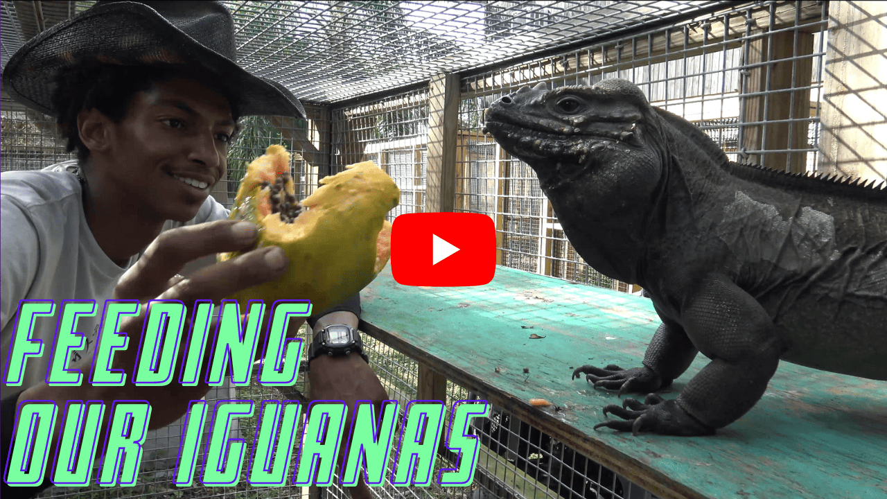 Underground Reptiles Exotic Reptiles Amphibians Lizards And Mammals