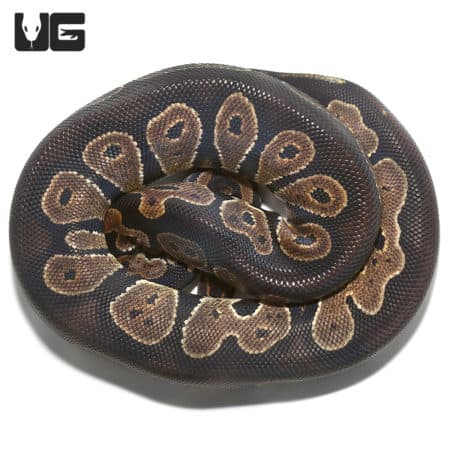 2020 Blackhead Ball Pythons (Python regius) For Sale - Underground Reptiles