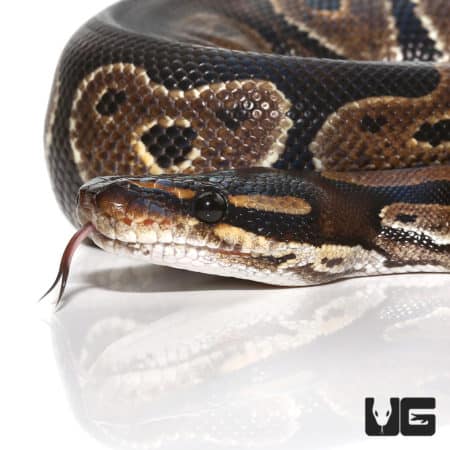 2020 Blackhead Ball Pythons (Python regius) For Sale - Underground Reptiles