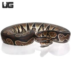 2020 Blackhead Ball Pythons (Python regius) For Sale - Underground Reptiles