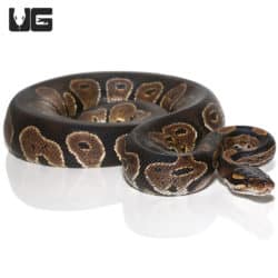 2020 Blackhead Ball Pythons (Python regius) For Sale - Underground Reptiles