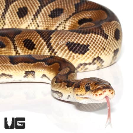 2020 Clown Ball Python (Python regius) For Sale - Underground Reptiles