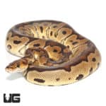 2020 Clown Ball Python (Python regius) For Sale - Underground Reptiles