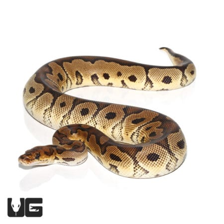 2020 Clown Ball Python (Python regius) For Sale - Underground Reptiles