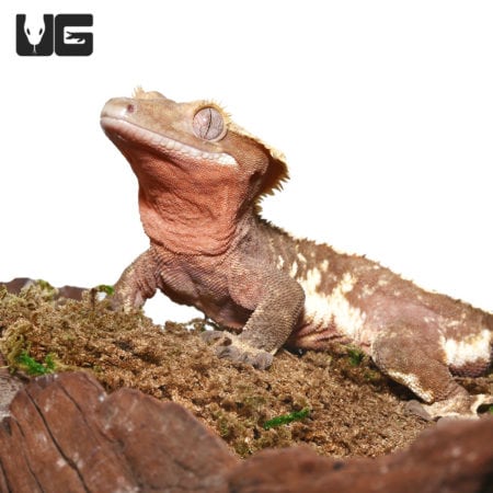 Adult Crested Gecko (Correlophus ciliatus) For Sale - Underground Reptiles
