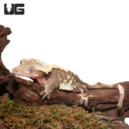 Adult Crested Gecko (Correlophus ciliatus) For Sale - Underground Reptiles