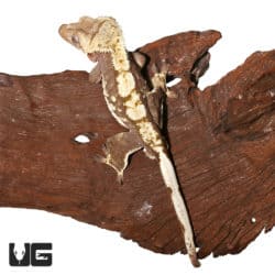 Adult Crested Gecko (Correlophus ciliatus) For Sale - Underground Reptiles