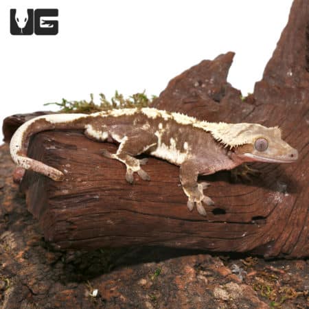 Adult Crested Gecko (Correlophus ciliatus) For Sale - Underground Reptiles