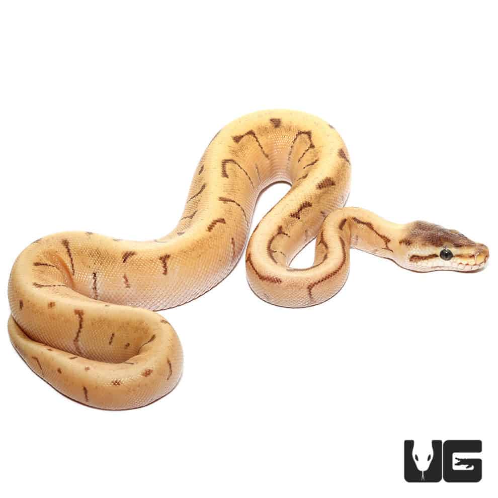 Baby Enchi Mojave Spider Pinstripe Ball Python (Python regius) For Sale