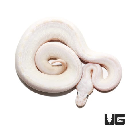 Baby Karma Lesser Phantom Ball Python, a stunning albino morph with unique coloration.