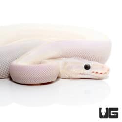 Baby Karma (Lesser Phantom) Ball Python (Python regius) For Sale - Underground Reptiles