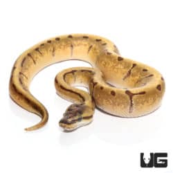 Baby Baby Super Enchi Pinstripe Ball Pythonn (Python regius) For Sale - Underground Reptiles