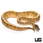 Baby Baby Super Enchi Pinstripe Ball Pythonn (Python regius) For Sale - Underground Reptiles