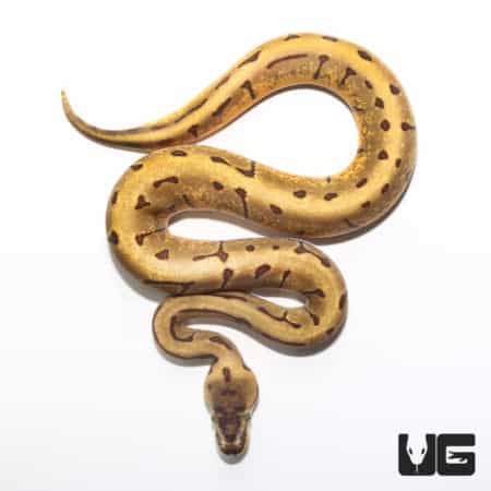 Baby Baby Super Enchi Pinstripe Ball Pythonn (Python regius) For Sale - Underground Reptiles