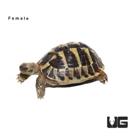 Female Hermann's tortoise with distinctive shell pattern, ideal for reptile enthusiasts.