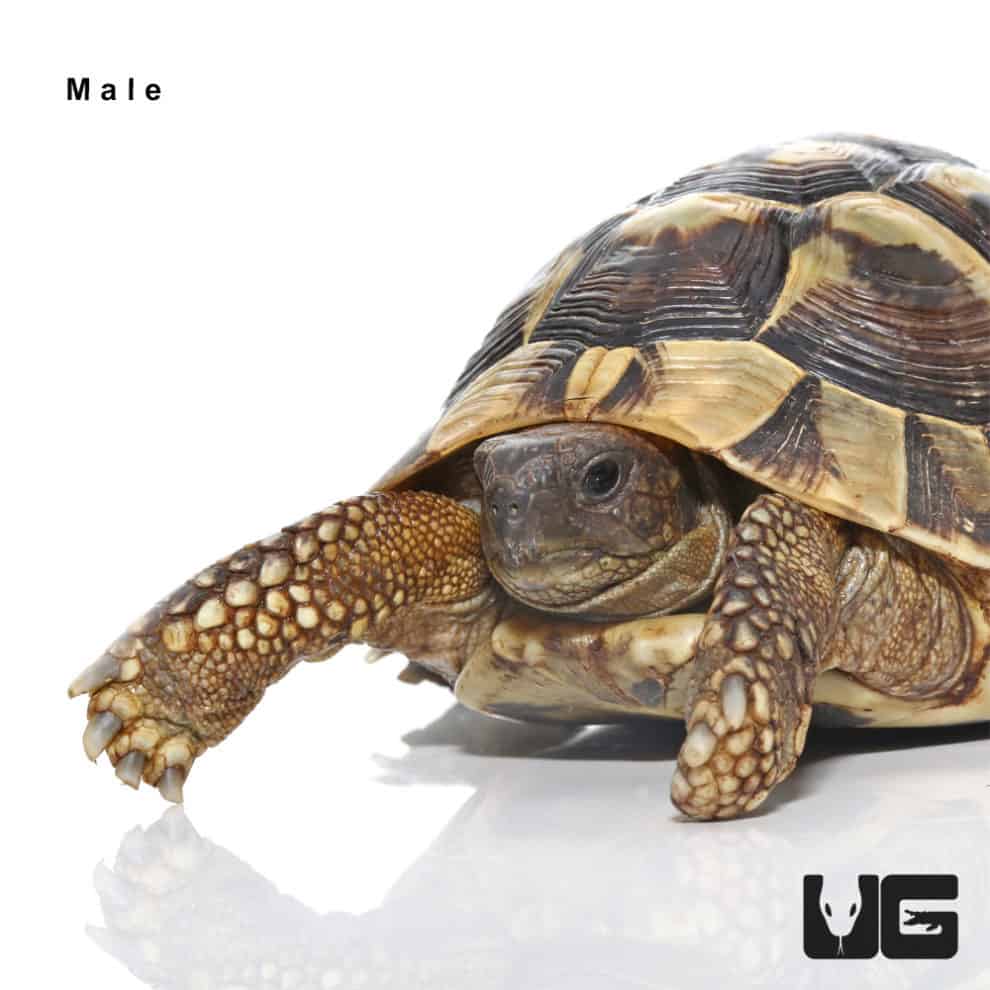 Hermann's Tortoise For Sale - Underground Reptiles