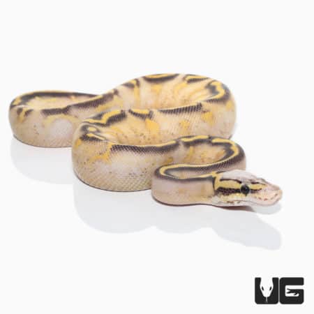 Baby Highway Ball Pythons (Python regius) For Sale - Underground Reptiles
