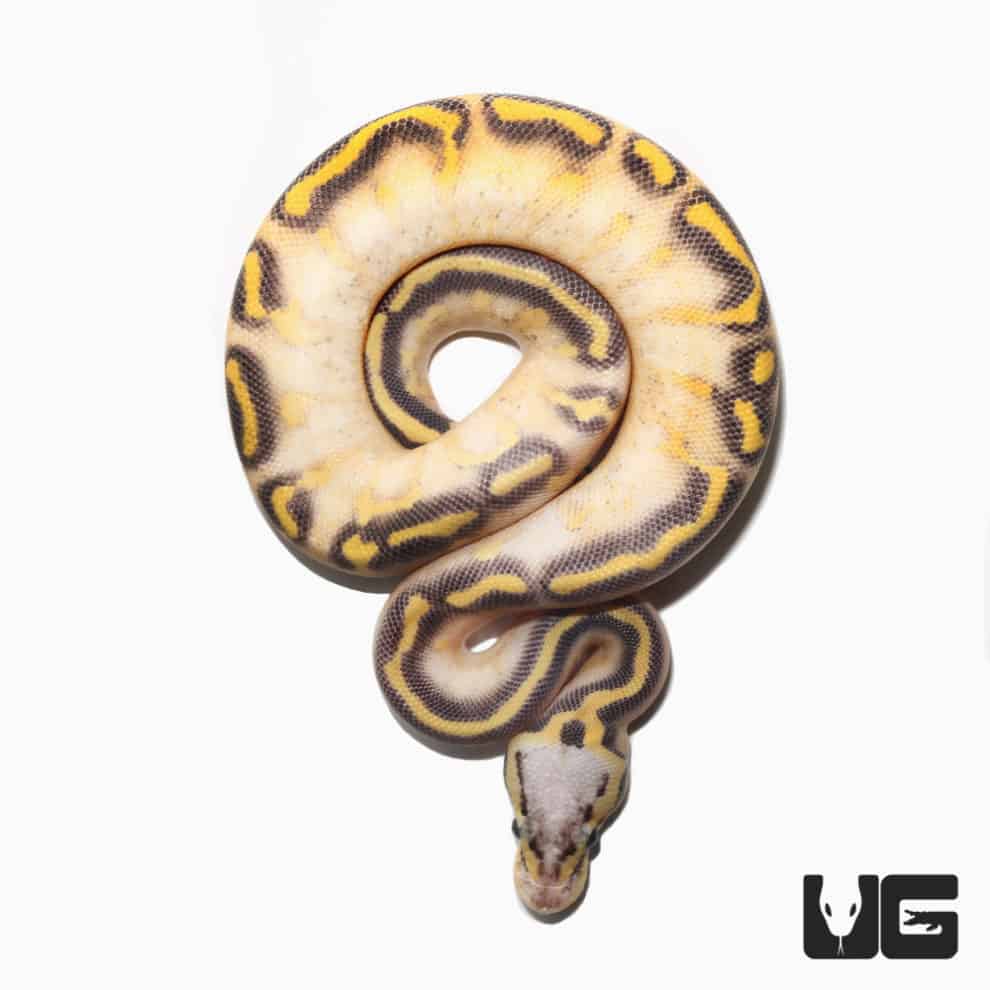 Baby Highway Ball Python For Sale Underground Reptiles