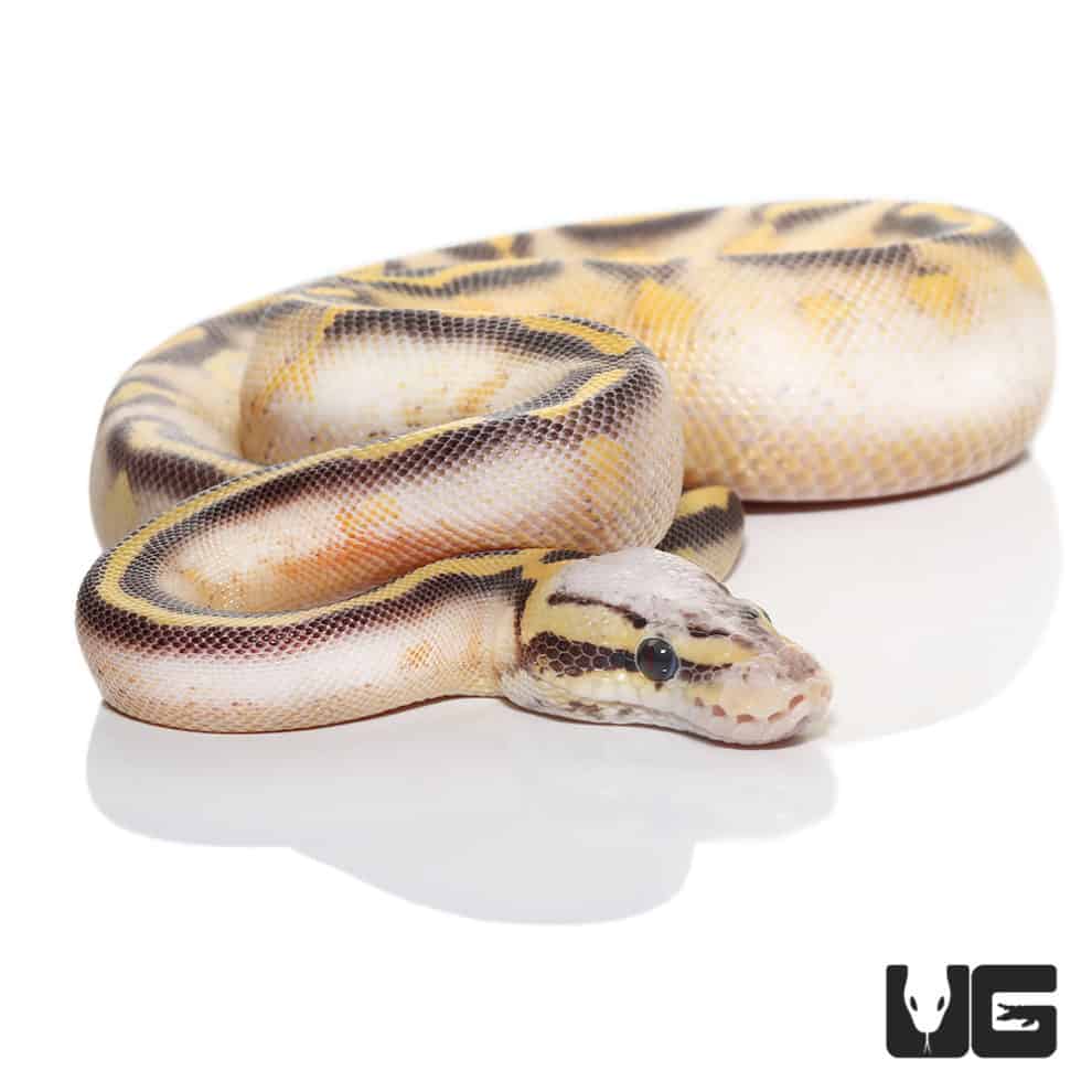 Baby Highway Ball Python For Sale Underground Reptiles