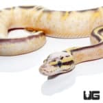 Baby Highway Ball Pythons (Python regius) For Sale - Underground Reptiles