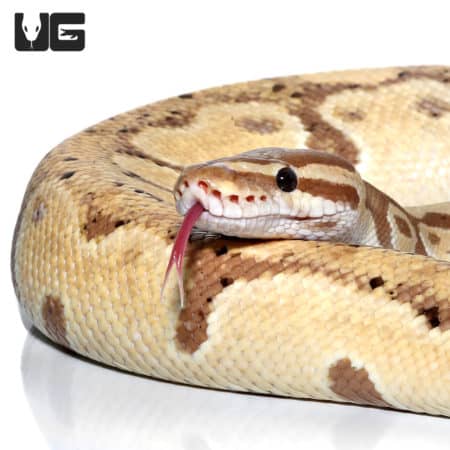 Adult male Banana Ball Python, a popular pet snake with vibrant coloration.