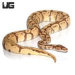 Adult Male Banana Het Clown Ball Python (Python regius) For Sale - Underground Reptiles