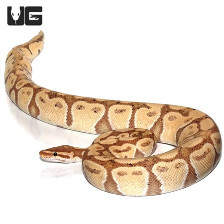 Adult Male Banana Het Clown Ball Python (Python regius) For Sale - Underground Reptiles