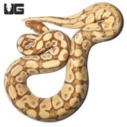 Adult Male Banana Het Clown Ball Python (Python regius) For Sale - Underground Reptiles