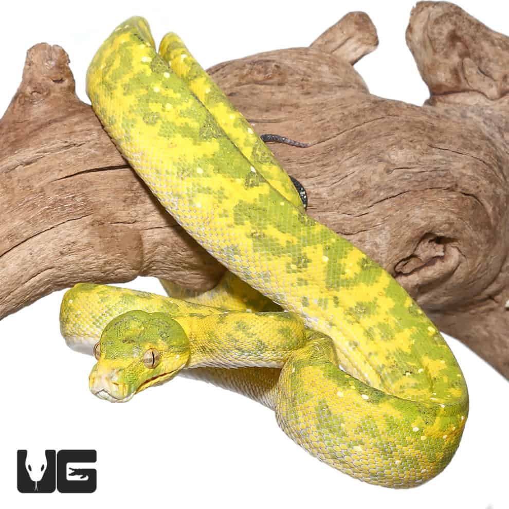 Adult Biak Green Tree Pythons (Morelia viridis) For Sale - Underground ...
