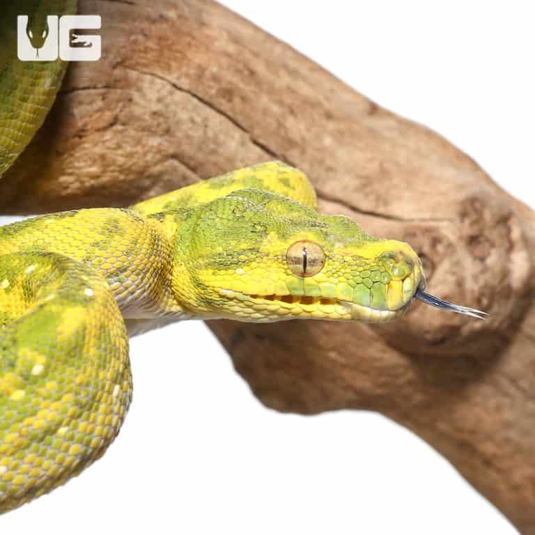 Adult Biak Green Tree Pythons (Morelia viridis) For Sale - Underground ...