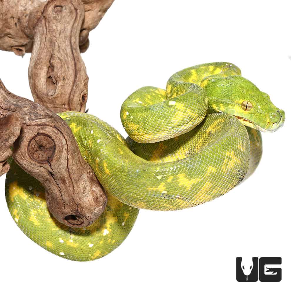 Adult Biak Green Tree Pythons (Morelia viridis) For Sale - Underground ...