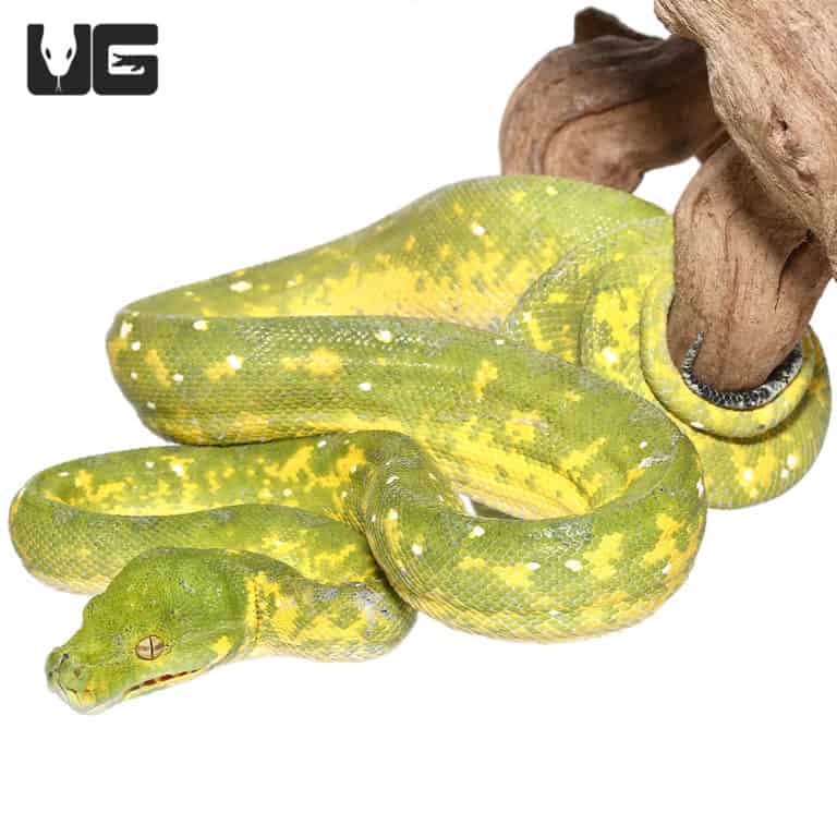 Adult Biak Green Tree Pythons (Morelia viridis) For Sale - Underground ...