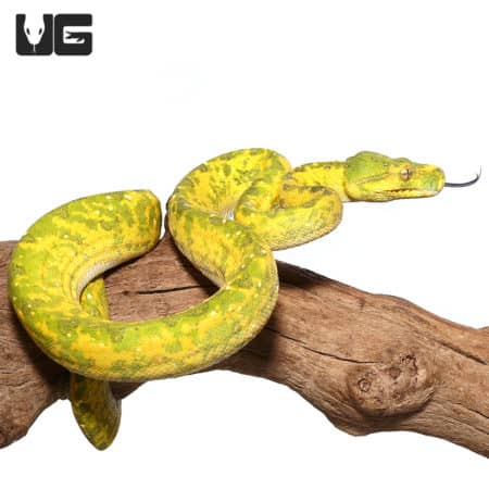 Adult Biak Green Tree Pythons (Morelia viridis) For Sale - Underground Reptiles