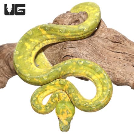 Adult Biak Green Tree Pythons (Morelia viridis) For Sale - Underground ...