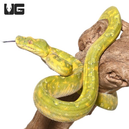 Adult Biak Green Tree Pythons (Morelia viridis) For Sale - Underground Reptiles