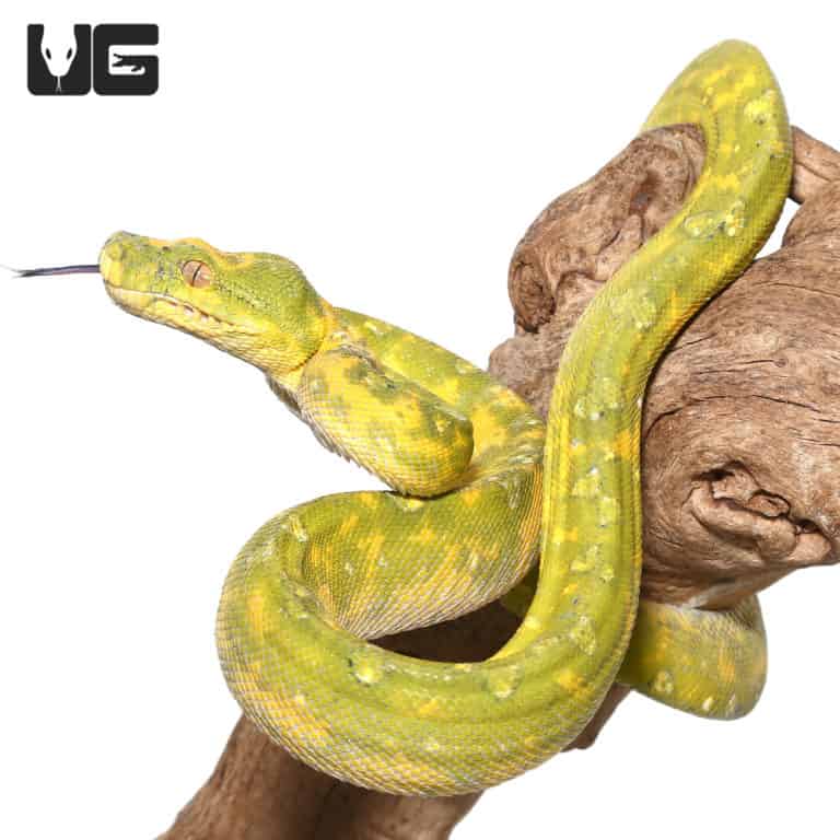 Adult Biak Green Tree Pythons (Morelia viridis) For Sale Underground