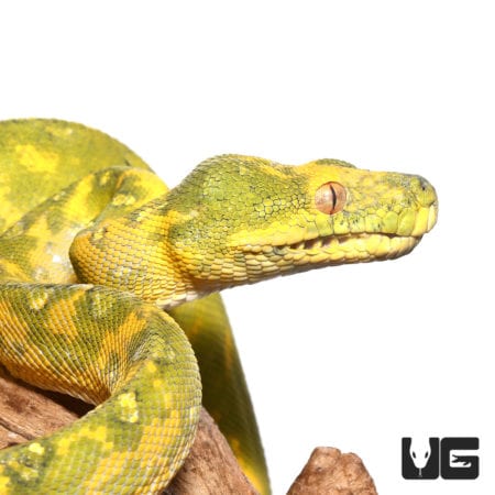 Adult Biak Green Tree Pythons (Morelia viridis) For Sale - Underground Reptiles
