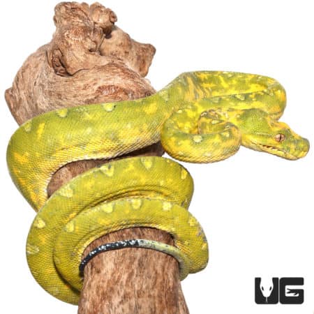 Adult Biak Green Tree Pythons (Morelia viridis) For Sale - Underground Reptiles