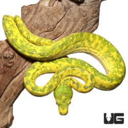 Adult Biak Green Tree Pythons (Morelia viridis) For Sale - Underground Reptiles