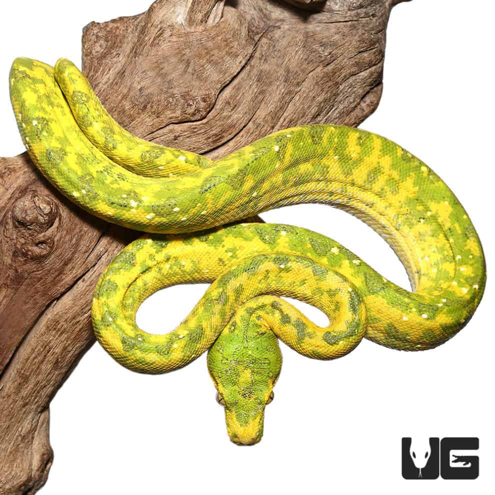 Adult Biak Green Tree Pythons (Morelia viridis) For Sale Underground Reptiles