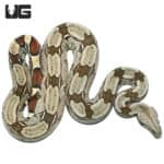 Guyana Redtail Boa #3 (Boa c. constrictor) For Sale - Underground Reptiles