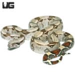 Guyana Redtail Boa #3 (Boa c. constrictor) For Sale - Underground Reptiles