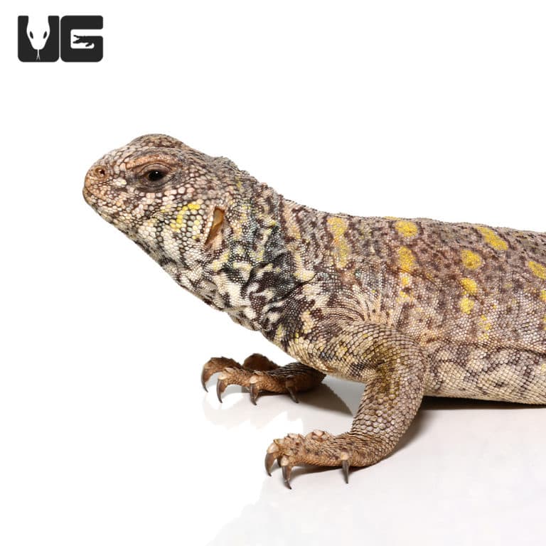 Ornate Uromastyx (Uromastyx Ornata) For Sale - Underground Reptiles