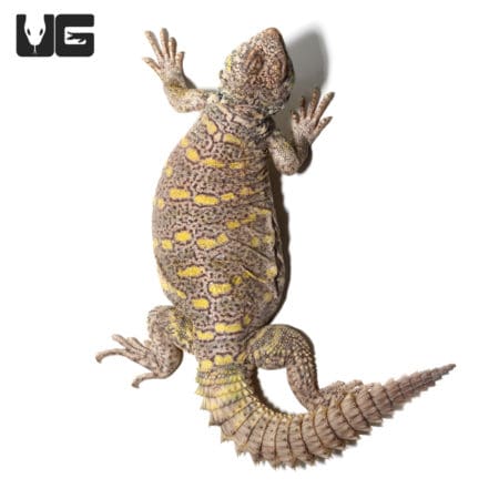 Young Ornate Uromastyx lizard showcasing vibrant yellow and gray markings.