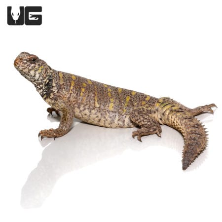 Juvenile Ornate Uromastyx lizard, vibrant colors, healthy reptile for sale.