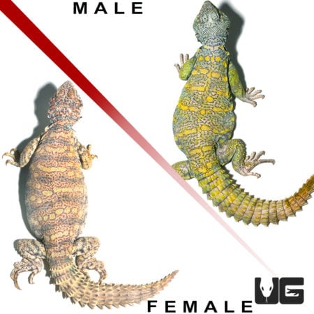 Ornate Uromastyx (Uromastyx ornata) For Sale - Underground Reptiles