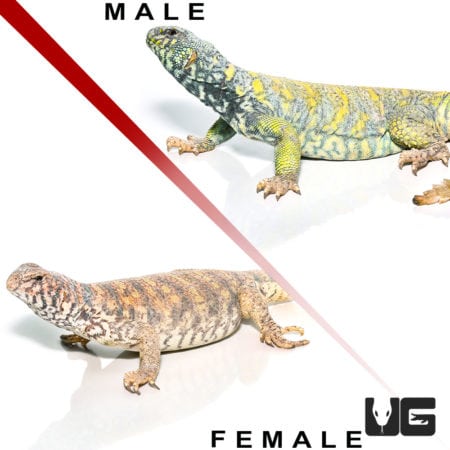 Ornate Uromastyx (Uromastyx ornata) For Sale - Underground Reptiles