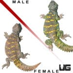 Ornate Uromastyx (Uromastyx ornata) For Sale - Underground Reptiles